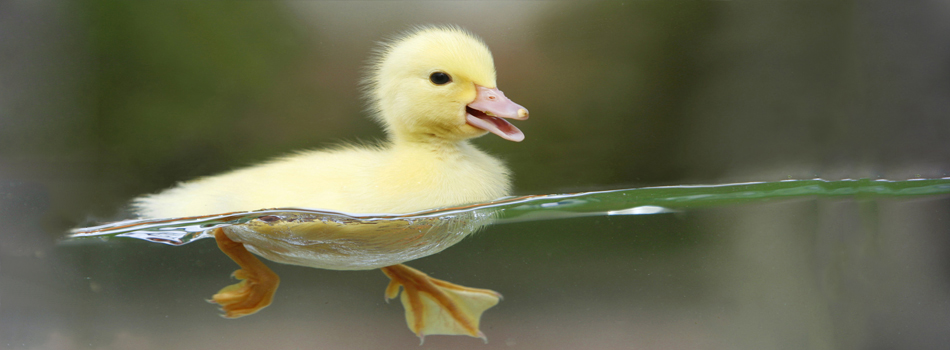 <a href="#"><b>---</b></a><p>Duck</p>