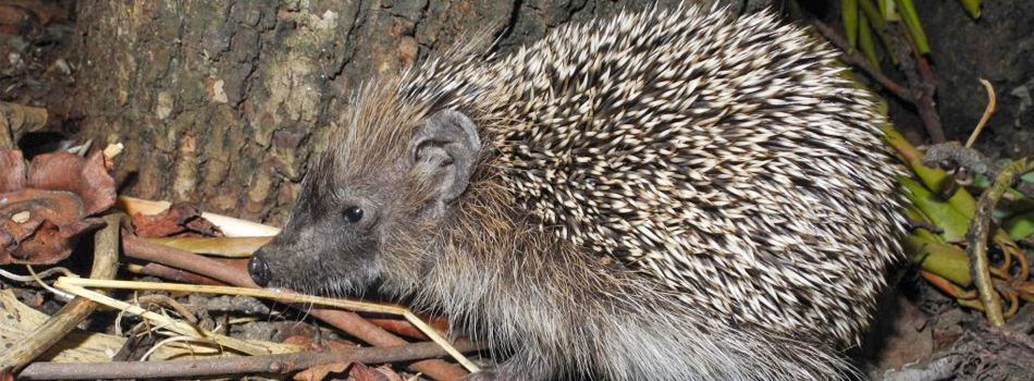 <a href="#"><b>---</b></a><p>Hedgehog</p>