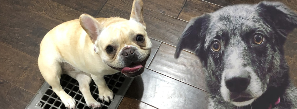 <a href="#"><b>---</b></a><p>Gipsy and Star</p>